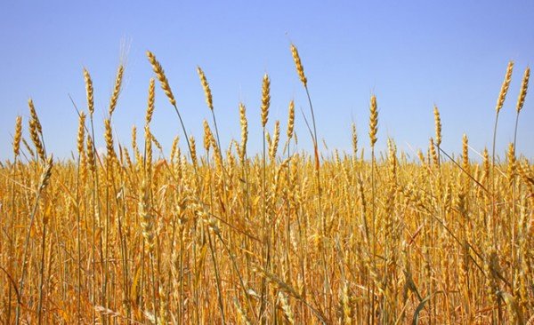 Intolleranza al frumento cibi da evitare
