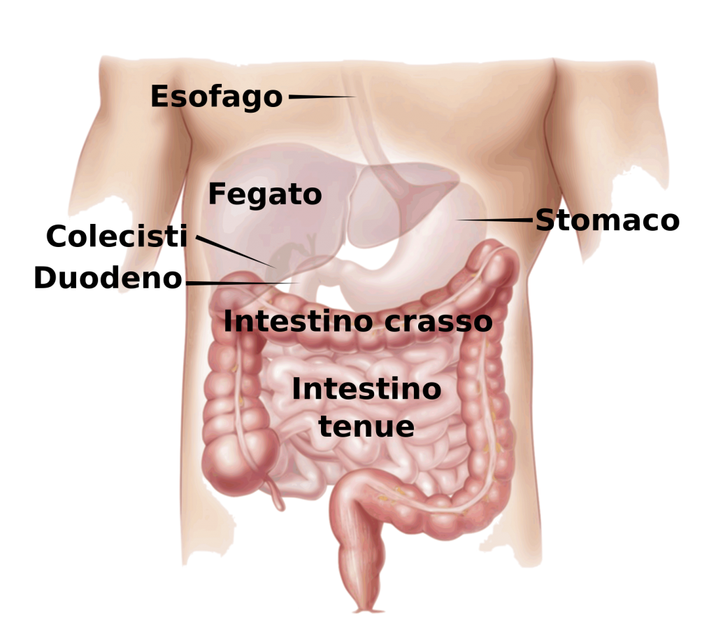 Tumore al colon: fattori di rischio, prevenzione, cure e terapie