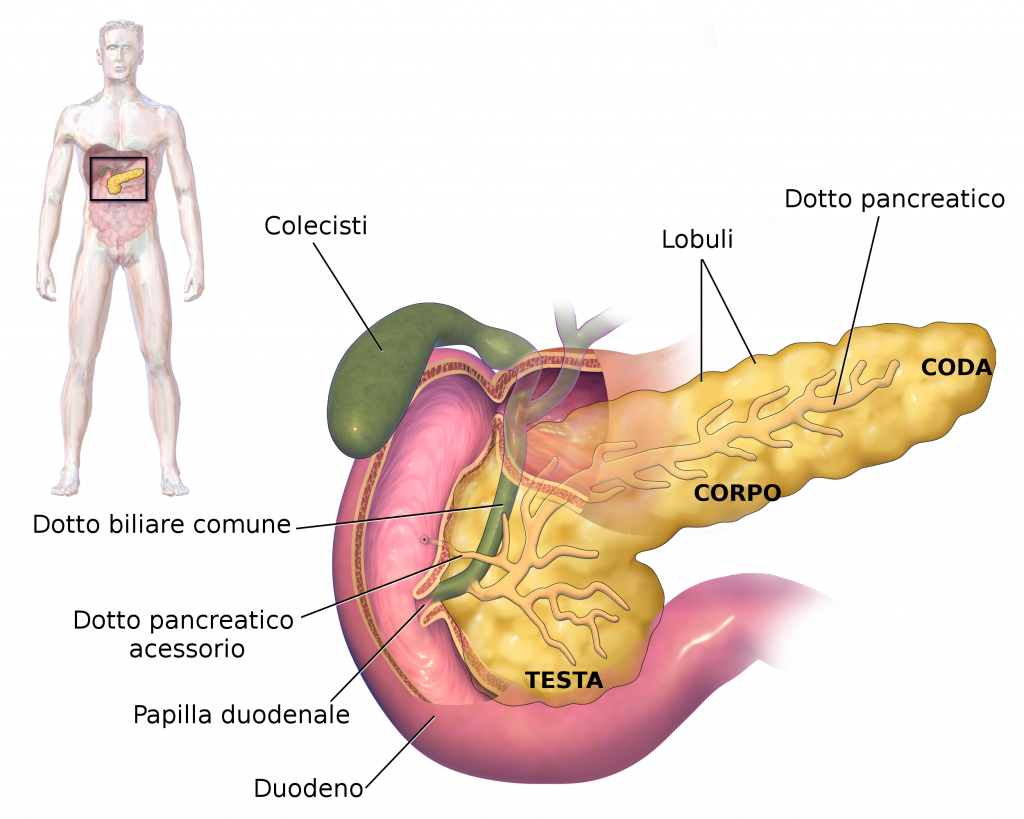 Pancreatite acuta e cronica: cause, sintomi e terapie efficaci