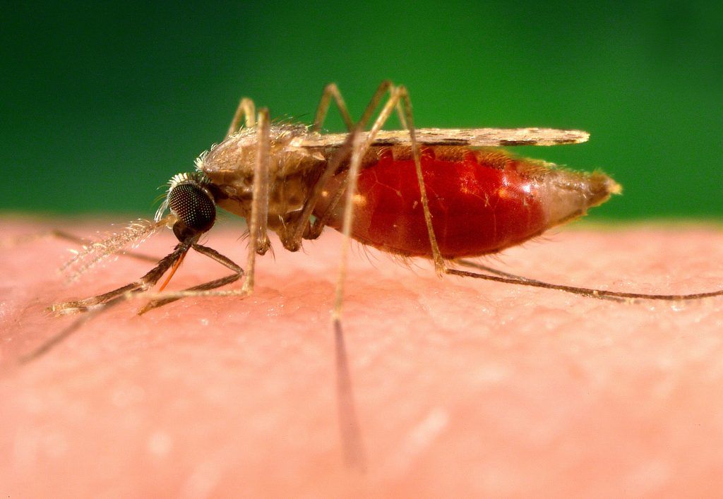 Malaria: sintomi, trasmissione, cure e guarigione