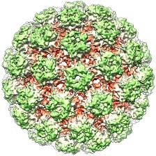 Galleria foto - Condilomi: cosa sono e quali i sintomi, le cause e le terapie Foto 1