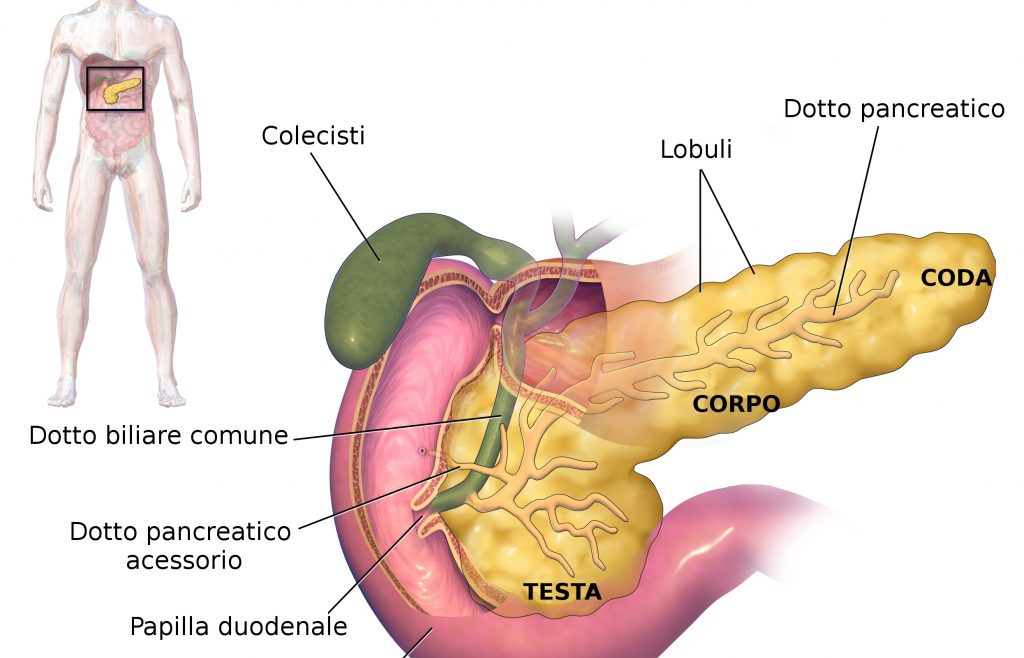 Colecisti: cos’è, dove si trova, sintomi dei calcoli alla cistifellea