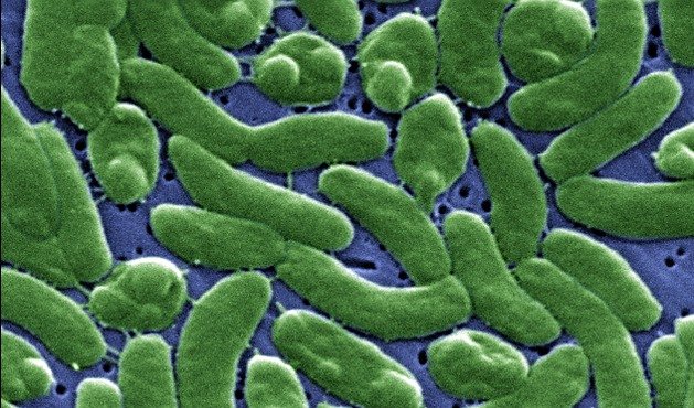 vibrio-vulnificus-e-sushi-vibrio-vulnificus-sushi